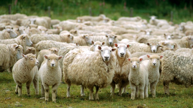 National Lamb Feeders Association (NLFA) Adalah Organisasi Non-Profit