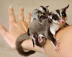 Hewan Langkah Sugar Glider